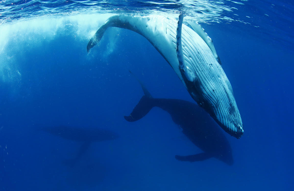 Humpback Whale in Tonga. © Paul Hilton / Greenpeace