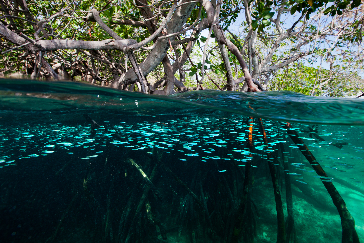 Mangroves in Komodo National Park. © Paul Hilton / Greenpeace