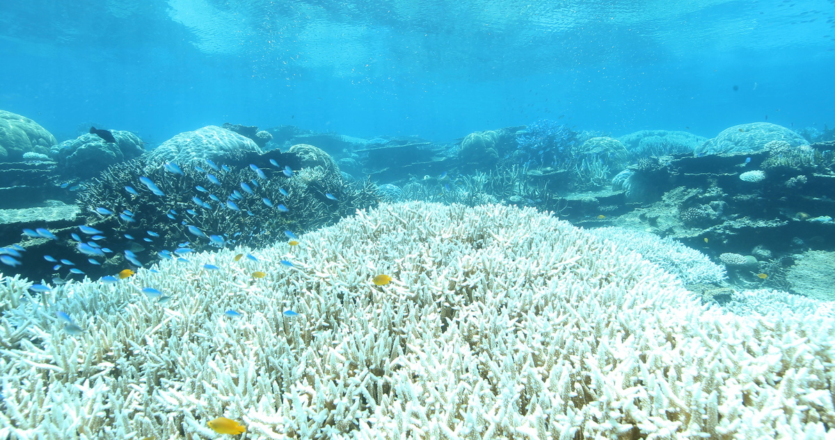 Great Barrier Reef Mass Coral Bleaching Event. © Dean Miller / Greenpeace