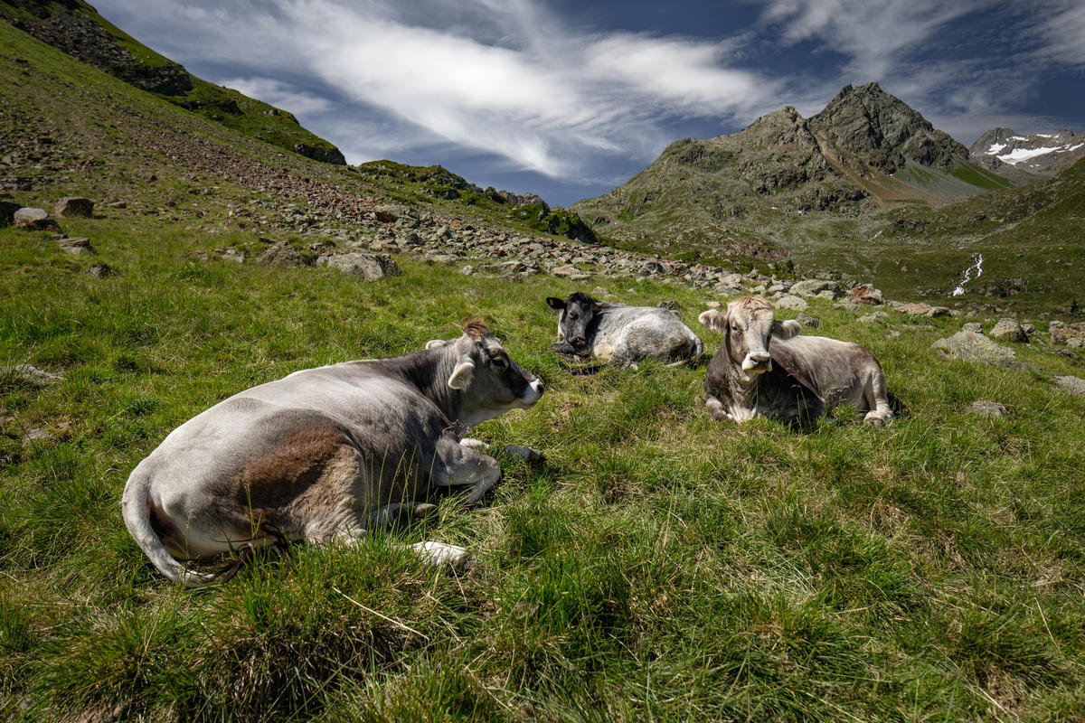 Climate Change Impact Austria - Alpine pastures. © Mitja  Kobal / Greenpeace