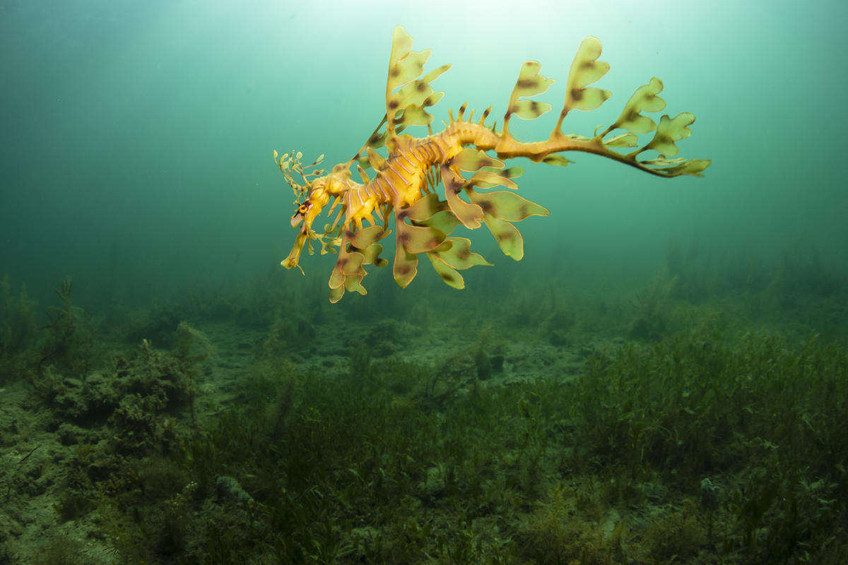 Leafy Seadragon in the Great Australian Bight. © Richard Robinson / Greenpeace