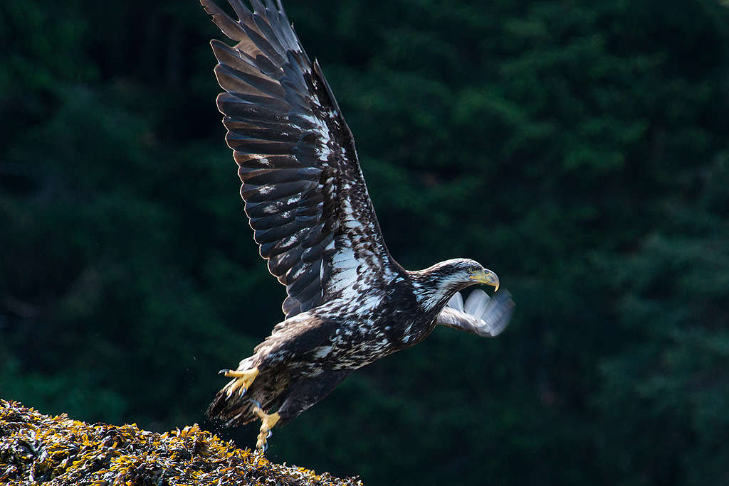 Young Bald Eagle - Pacific Coast of Canada. © Greenpeace / Keri Coles