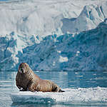 A walrus relaxes atop an ice floe with Sjettebreen glacier on the background in Svalbard.

The Esperanza and Arctic Sunrise are in Svalbard on the first leg of one of Greenpeace's biggest ever expeditions: an almost year-long pole to pole voyage from the Arctic to the Antarctic, to highlight the many threats facing the oceans and to campaign for a Global Ocean Treaty covering all seas outside of national waters. 
The 'Protect the Oceans' expedition will see scientists and campaigners team up to research the threats of climate change, overfishing, plastic pollution, deep sea mining and oil drilling.