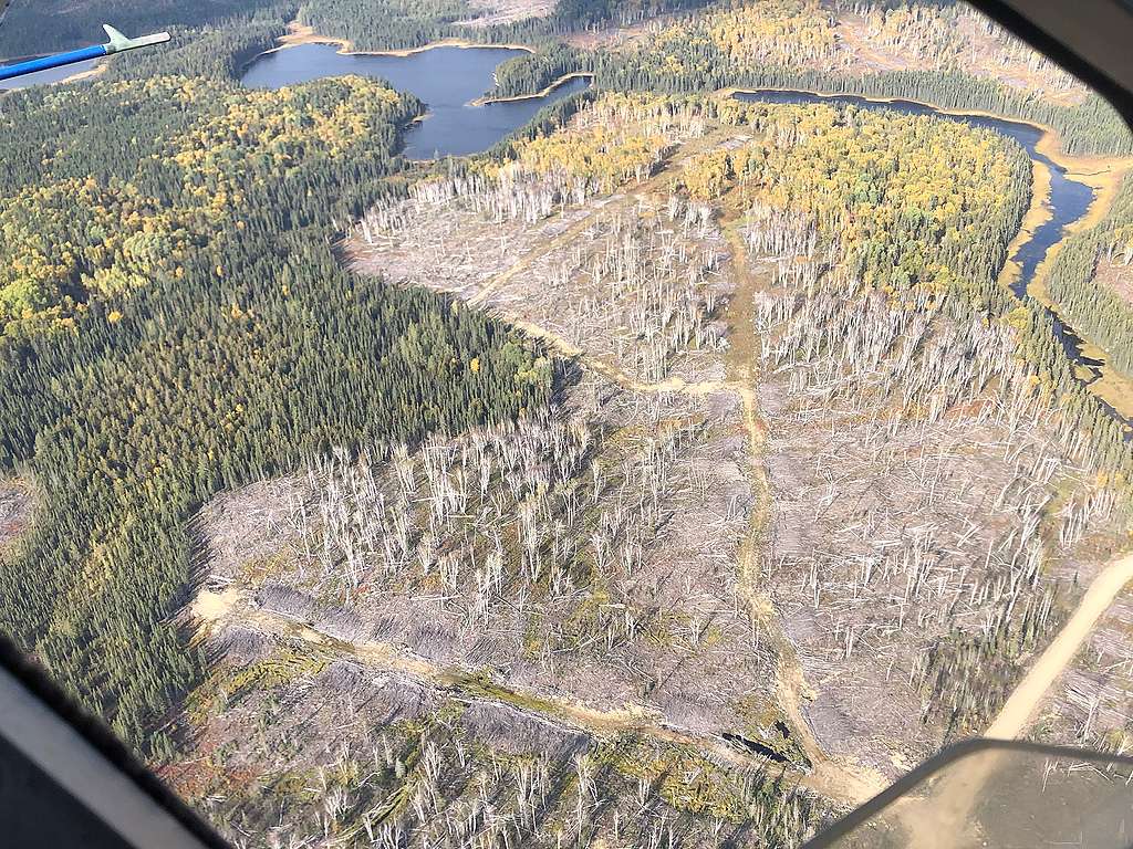  vue aérienne de la forêt pulvérisée au glyphosate dans le nord de l'Ontario