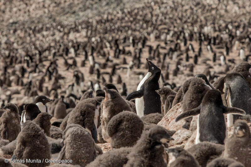 Adélie penguin colony