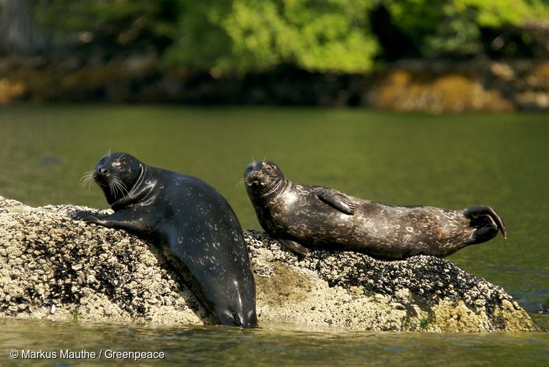 Seals laying on a rock at Hook Nose river delta in the Great Bear Rainforest