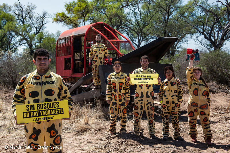 Greenpeace activists dressed as jaguars, blocking four bulldozers in Santiago del Estero, Argentina
