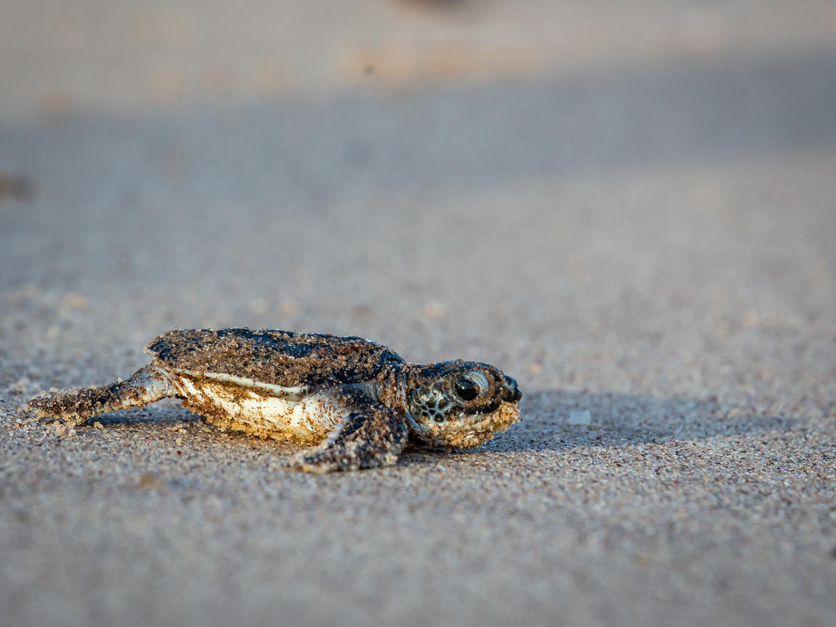 Baby Leatherback Sea Turtle in French Guiana.