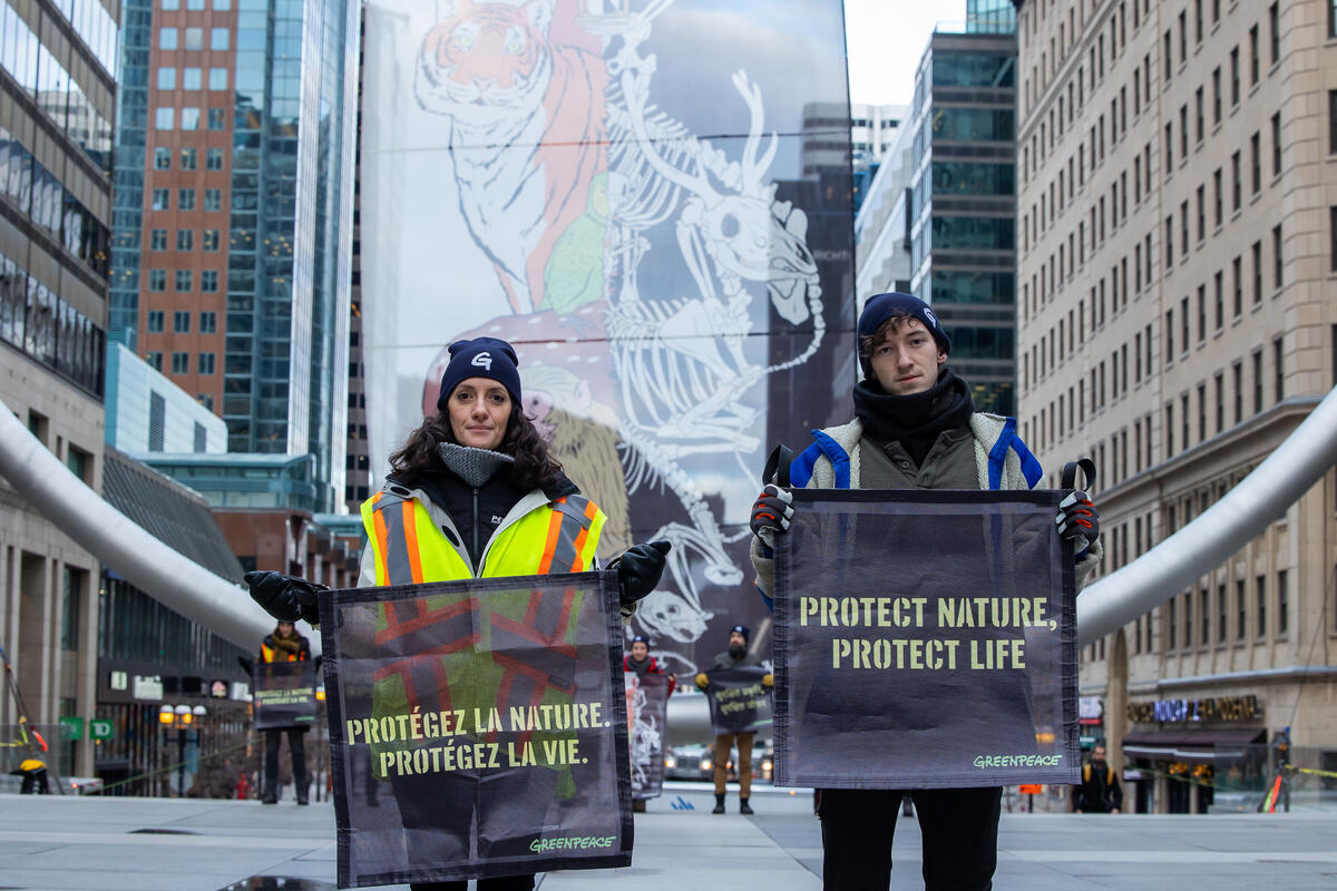 Réaction au soutien du ministre Guilbeault à une loi sur la protection de  la nature - Greenpeace Canada