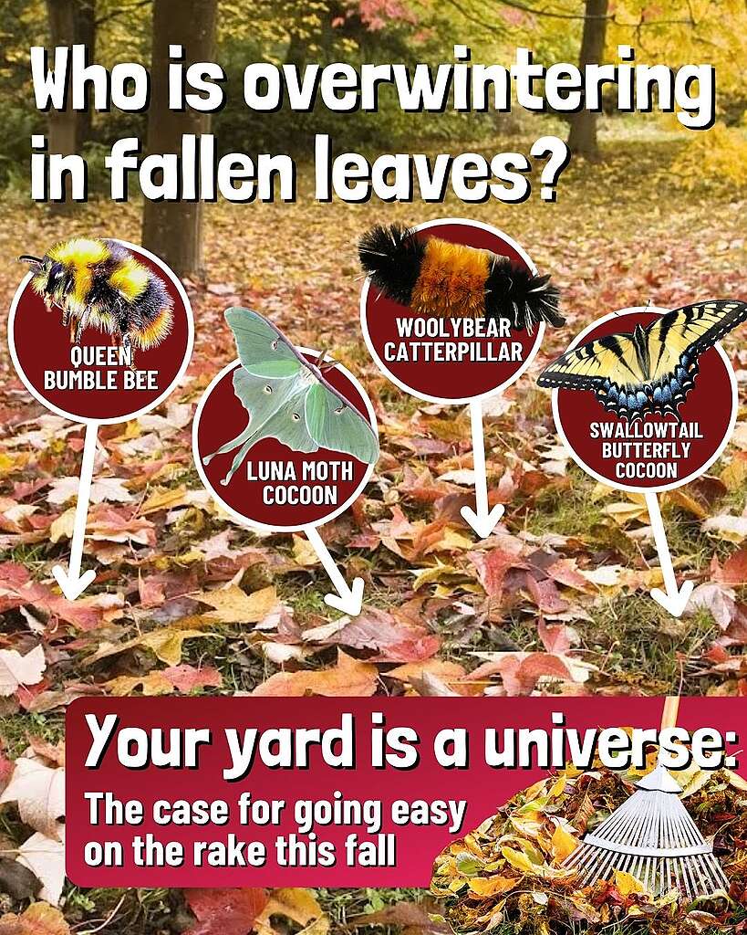 Leave the Leaves!