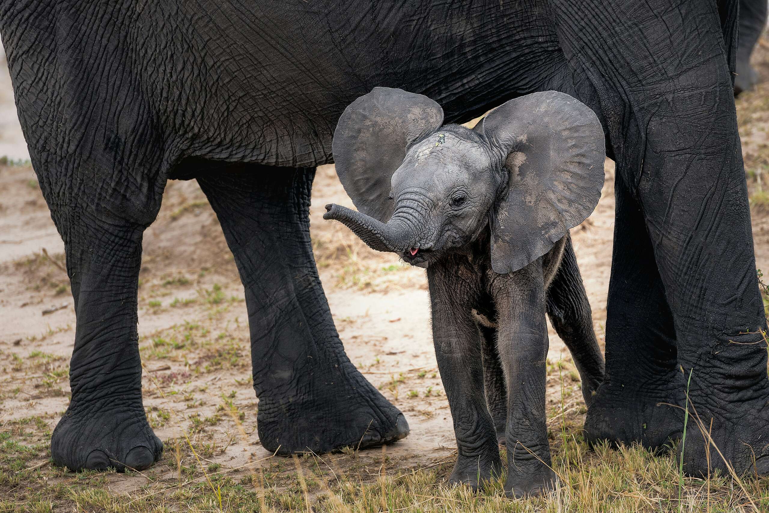 baby elephant under mother