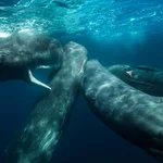 3 espèces de baleines potentiellement menacées par l'exploitation minière en eaux profondes dans l'Arctique