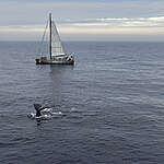 The fluke of a sperm whale (Physeter macrocephalus) diving with Greenpeace sailing vessel, The Witness in the horison. The ship is on a scientific expedition in August 2024 with a team from Greenpeace Nordic, Greenpeace Germany and researchers. As part of the Deep Sea Mining campaign, a 12-member crew sailed to a region in the Arctic Northeast Atlantic that Norway recently opened up for deep sea mining. The aim of the scientific expedition was to gather more data on cetaceans present in the dedicated mining area through hydro-acoustic and visual surveys.