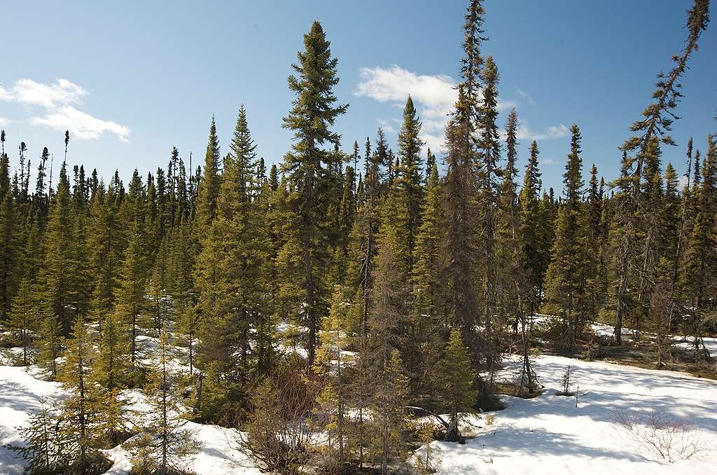 Broadback Valley Forest in Canada. © Oliver Salge / Greenpeace