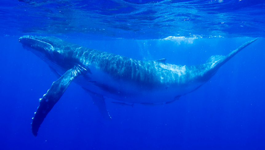 Quieres saber más sobre las ballenas? - Greenpeace Colombia