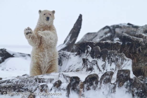 10 datos sorprendentes sobre los osos polares - Greenpeace Colombia