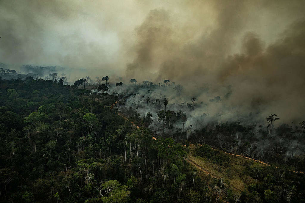 Las 3 causas de los incendios en el Amazonas - Greenpeace Colombia