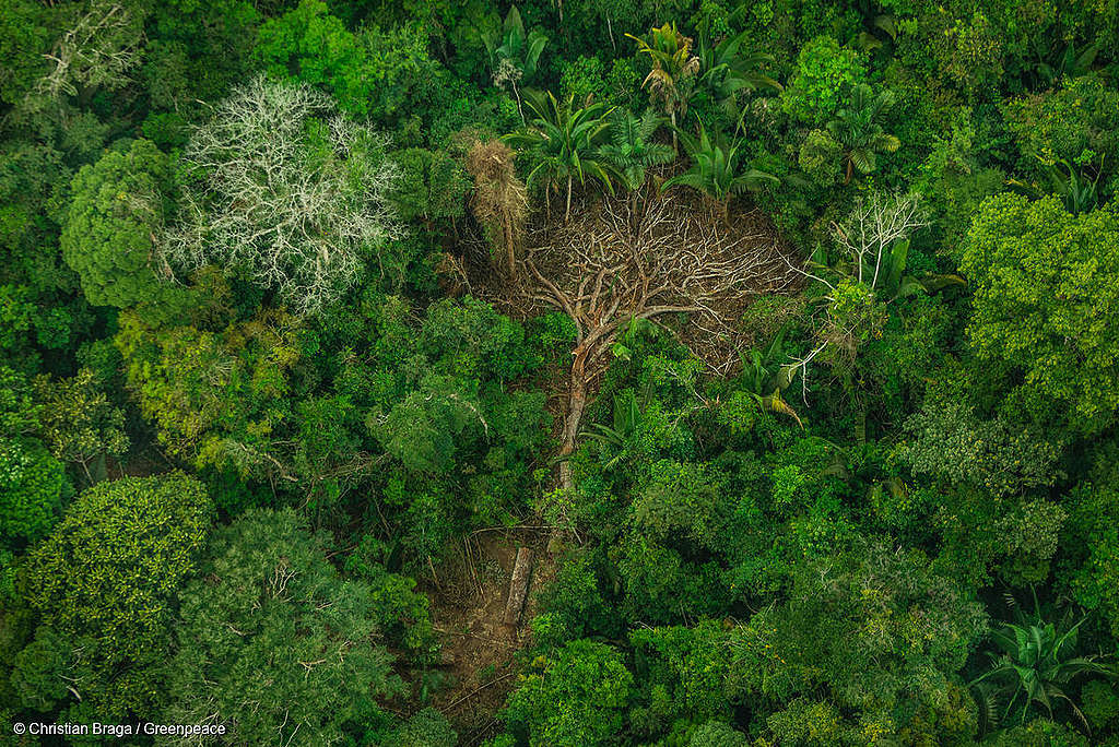 Una relación rota: ambiente, biodiversidad y humanos - Greenpeace Colombia