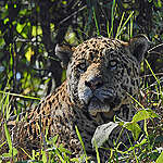 A jaguar (Panthera onca) in Mato Grosso, Brazil.

The photo is taken in the north of the Pantanal, in the state of Mato Grosso, in the middle of the jungle, specifically in the area of Porto Jofre, Poconé, upstream and downstream of the Cuiabá River.