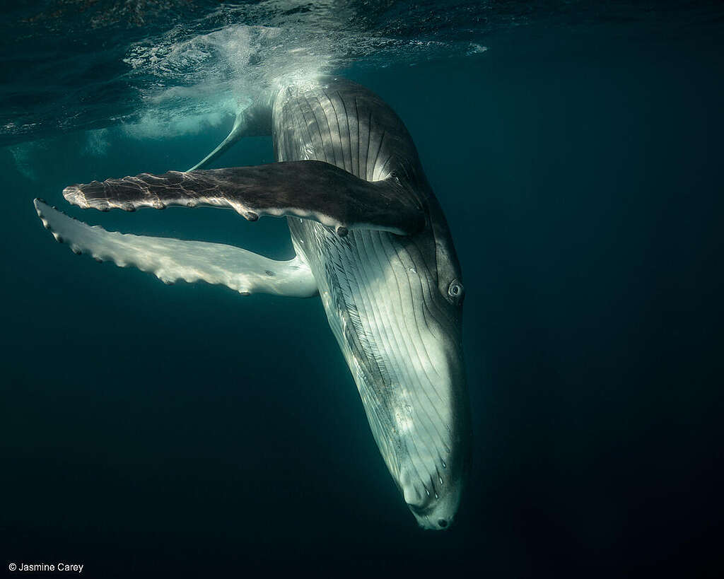 Cría de ballena jorobada, de aproximadamente 10 semanas de edad, muy juguetona y mostrando sus nuevas habilidades para golpear la cola.