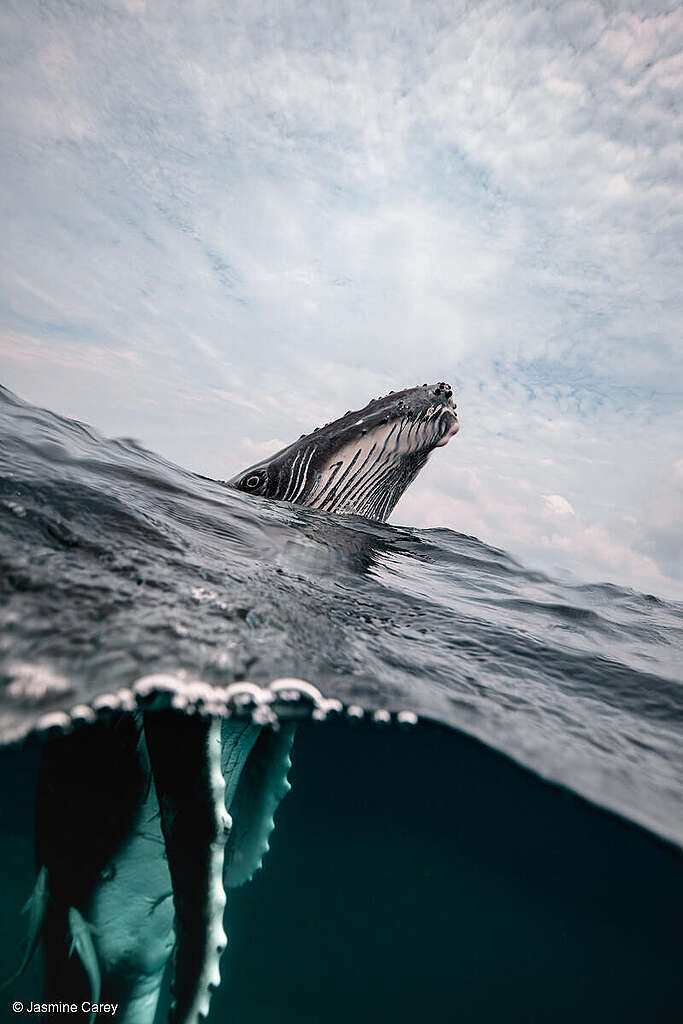 Una cría de ballena jorobada salta de la superficie del océano.