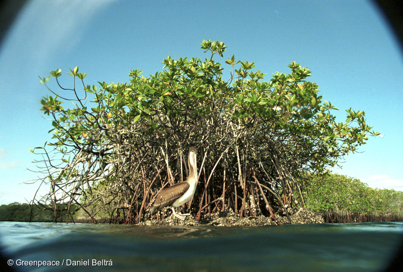 Manglares en la isla Seymour. Agua en primer plano, pelícano pardo y manglares detrás.