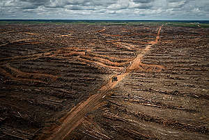 PT Megakarya Jaya Raya (PT MJR) Palm Oil Concession in Papua. © Ulet Ifansasti