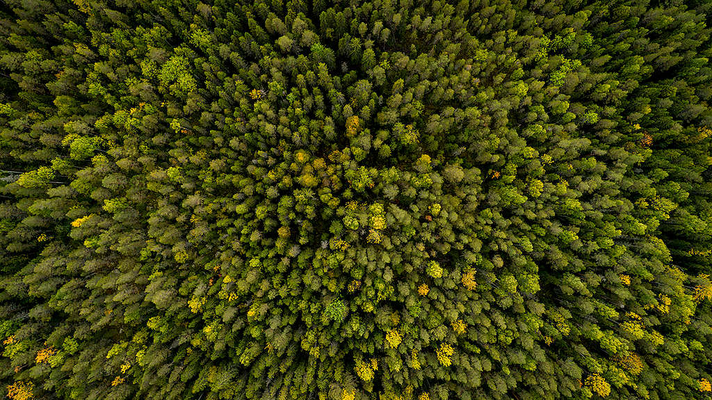 Forest West of Stor-Gravberget in Sweden. © Edward Beskow / Greenpeace