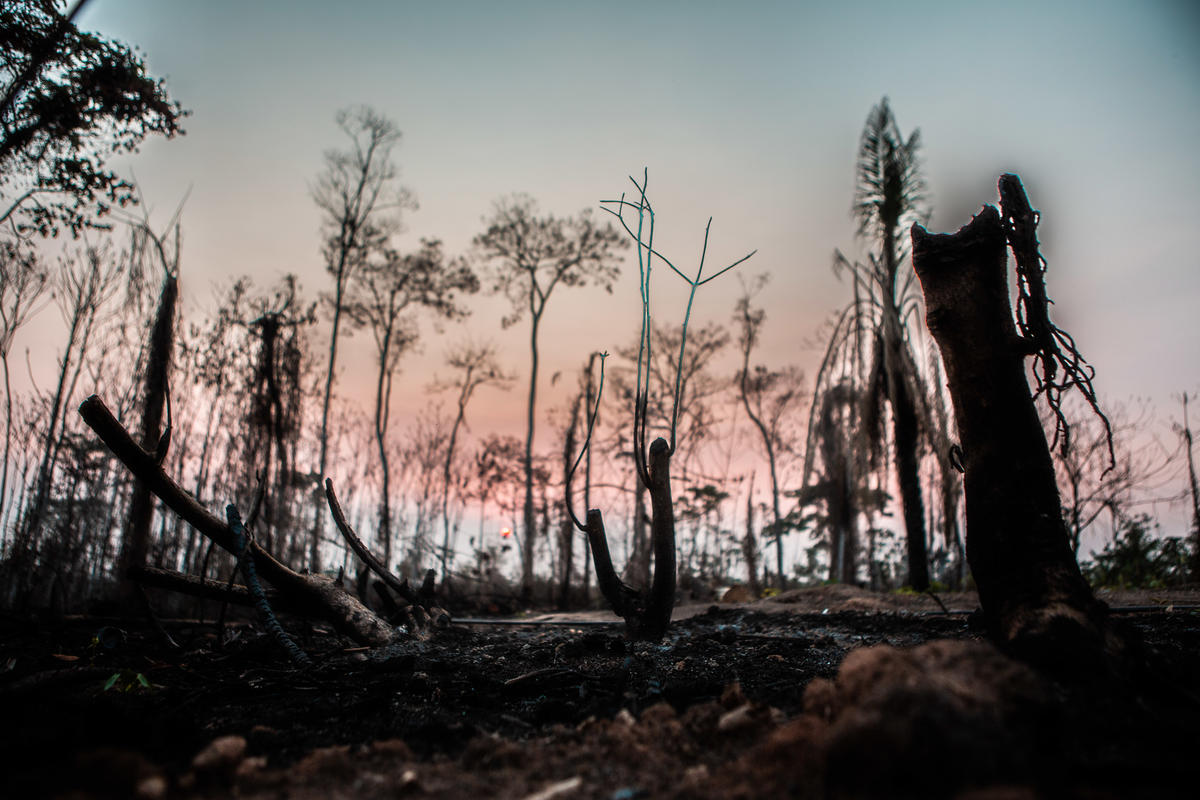 Remains of Forest Fires in Acre. © David Tesinsky / Greenpeace