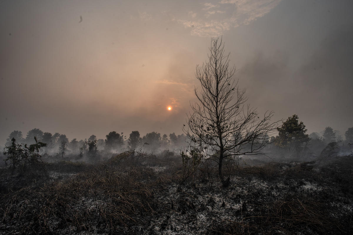 Wildfires in Palangkaraya. © Jurnasyanto Sukarno / Greenpeace