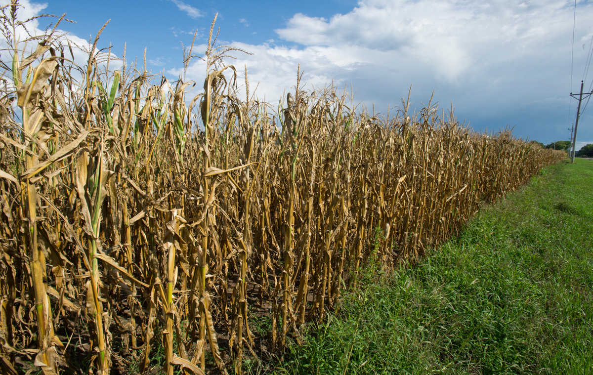 Drought Impacts Iowa Cornfield. © Stephen J. Carrera / Greenpeace