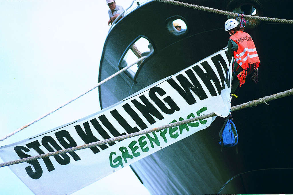 Action against Japanese Whaling in New Caledonia. © Greenpeace / Martial Dosdane