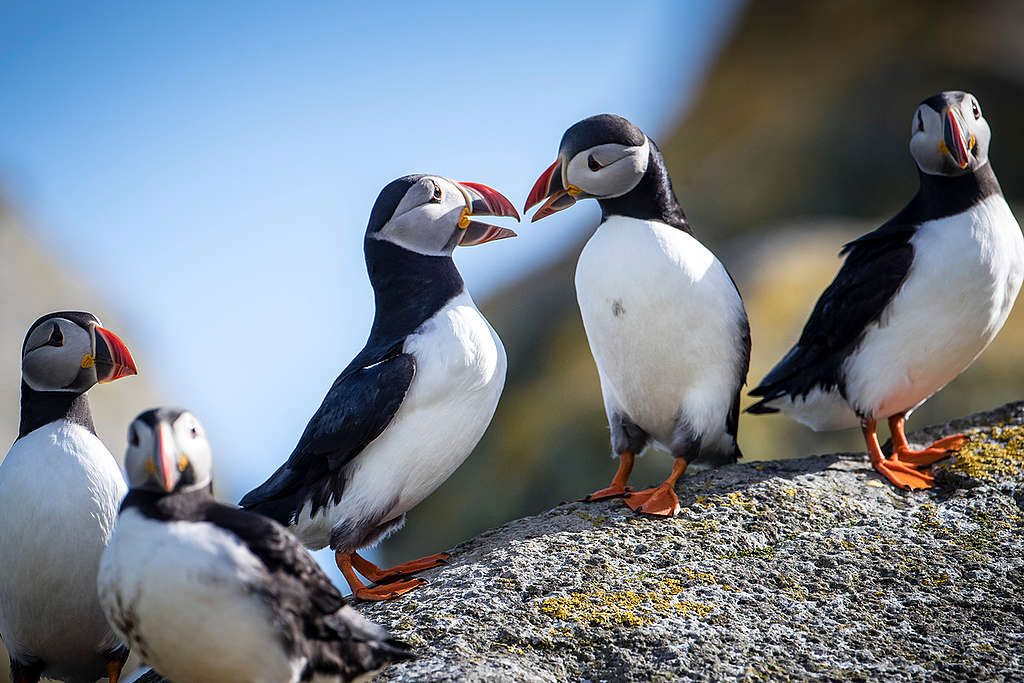 Puffins on Shiant Isles in Scotland. © Will Rose / Greenpeace
