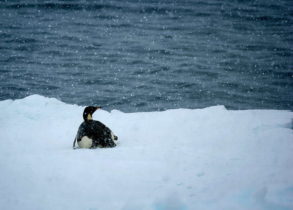 Emperor Penguin in the Southern Ocean. © Greenpeace / Jiri Rezac