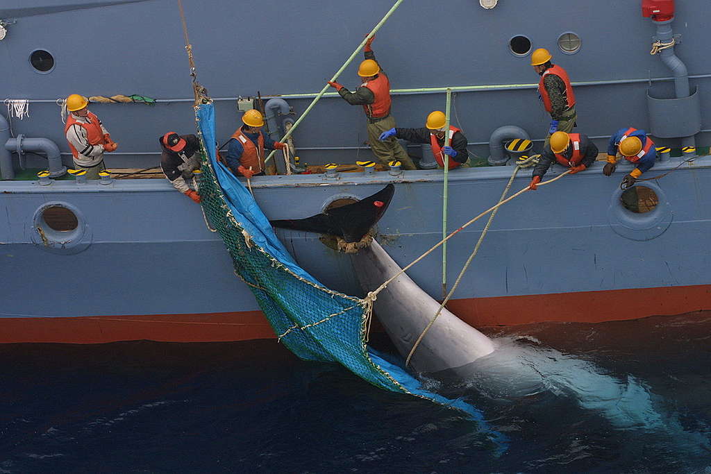 Japanese Catcher Ship Yushin Maru Recovering a Minke Whale. © Greenpeace / Jeremy Sutton-Hibbert