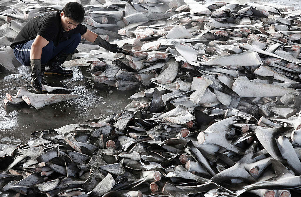Shark Fins at Fish Market in Taiwan. © Alex Hofford / Greenpeace