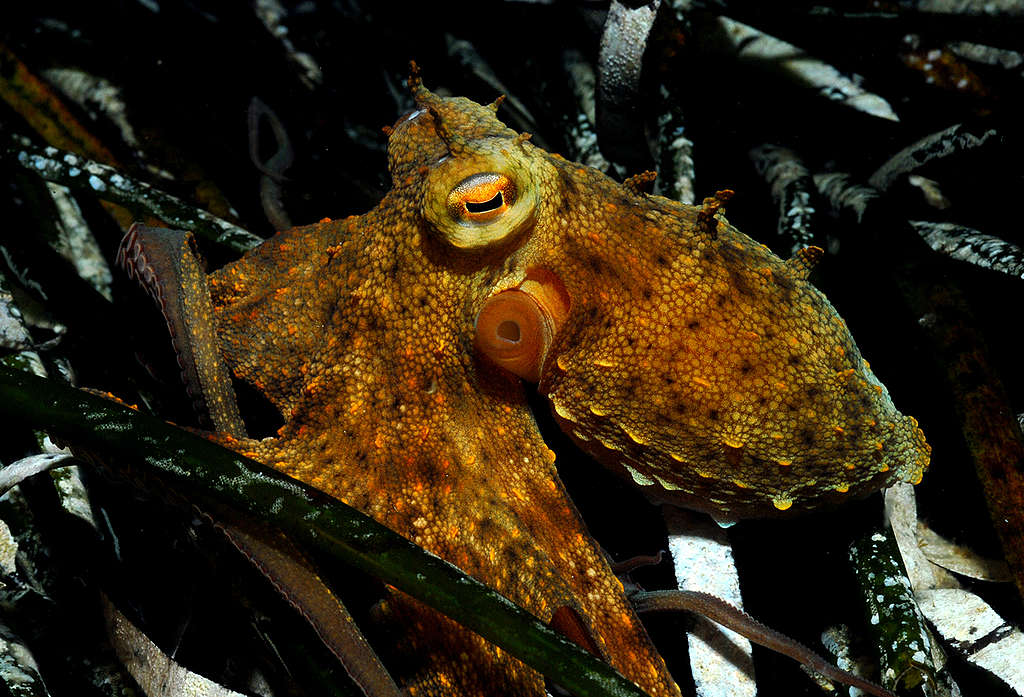 10 věcí, které musíš vědět o chobotnicích - Greenpeace Česká republika