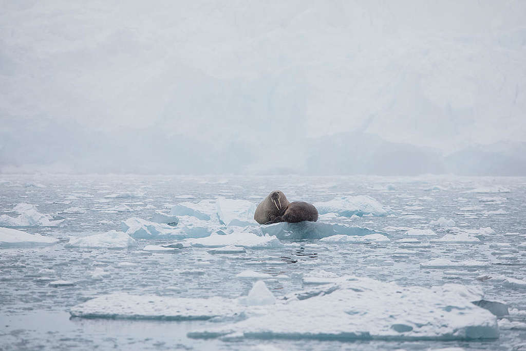 Walruses on Ice in the Arctic. © Denis  Sinyakov / Greenpeace