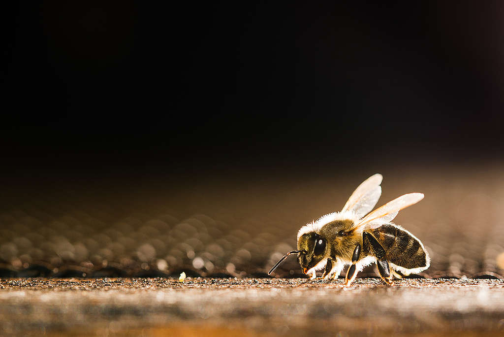 Bees in Decline in Slovakia.