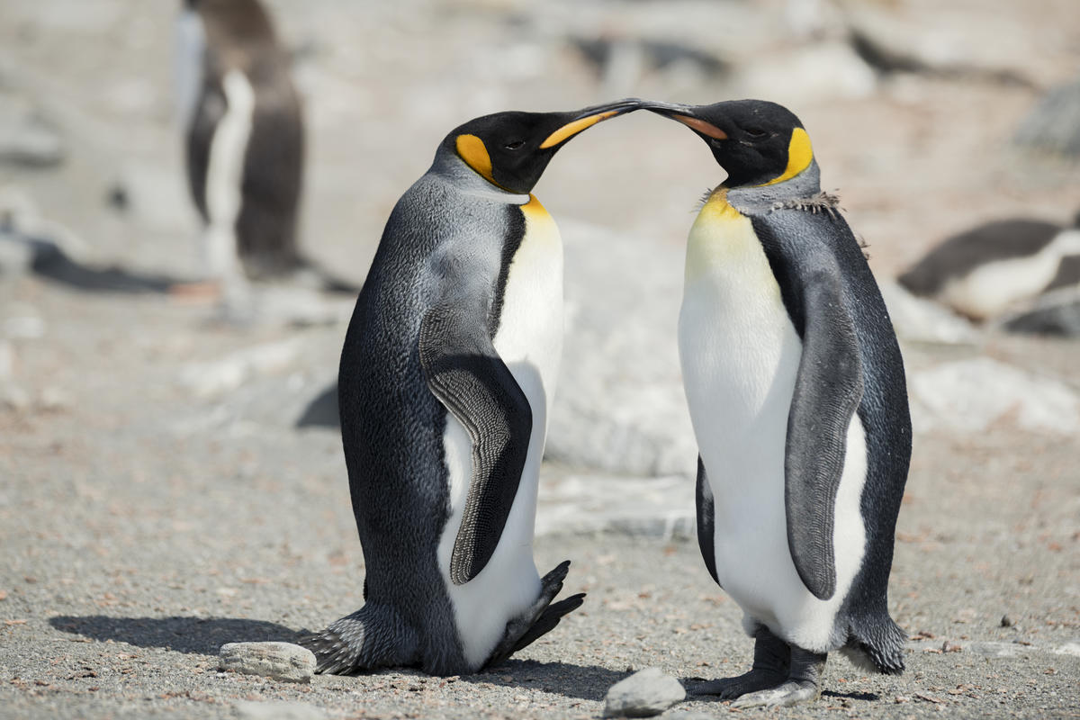 King Penguins in Antarctica. © Christian Åslund / Greenpeace
