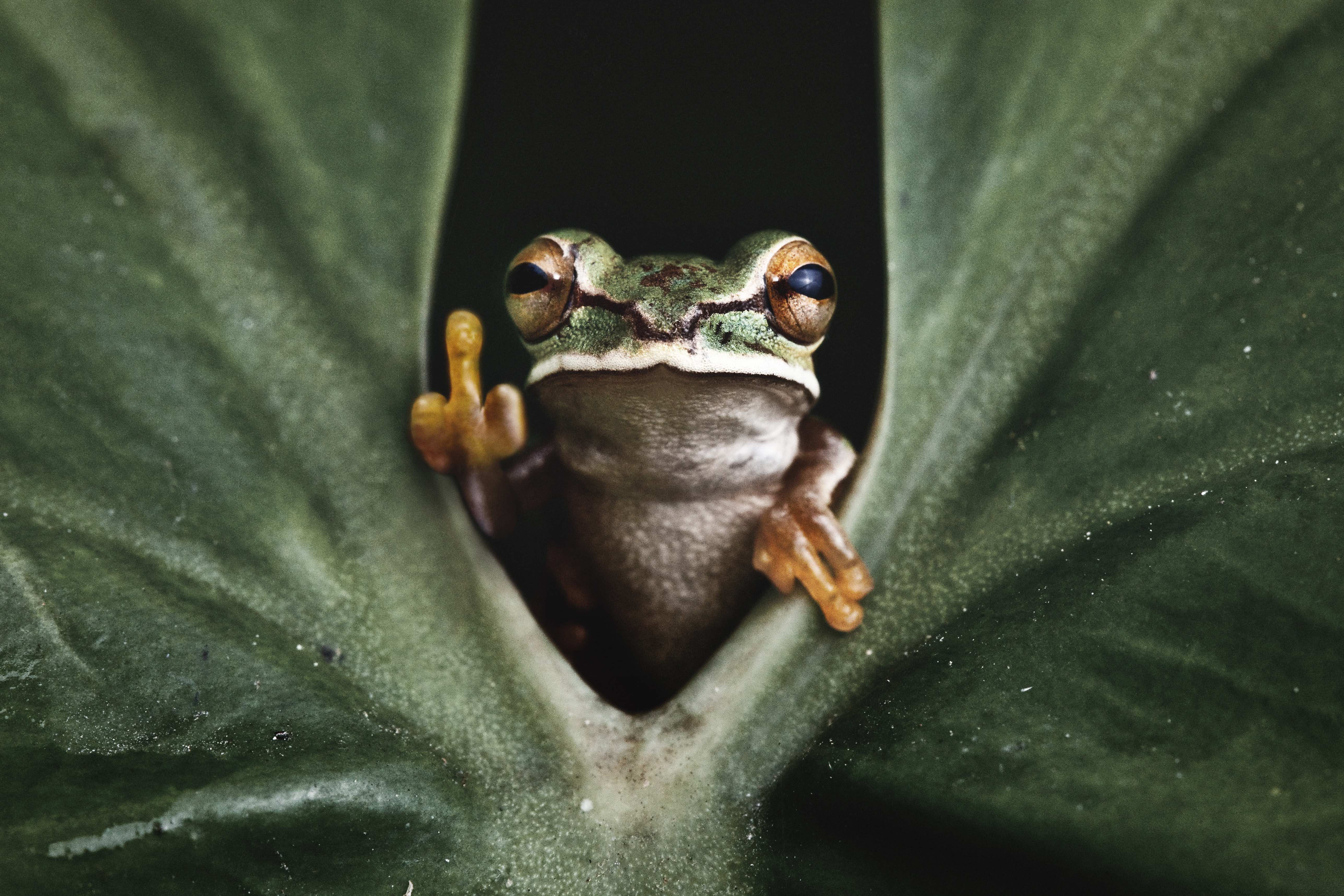 Masked treefrog