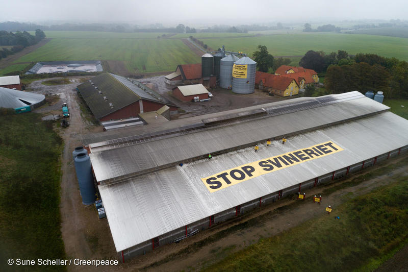 Stor svinefabrik set fra luften. På taget af svinestalden er der udlagt et stort gul banner med teksten "STOP SVINERIET"