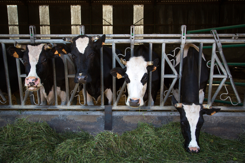 Køer i dansk landbrug