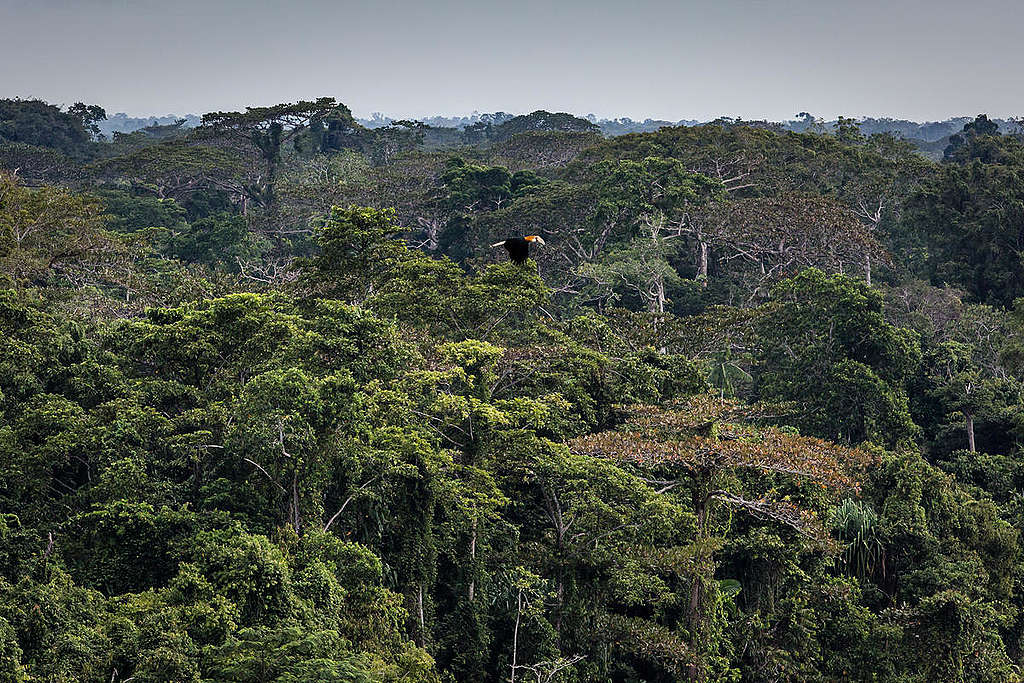 Næsehornsfugl flyver henover regnskoven i Papua, Indonesien. Sydøstasiens regnskovsområder er under voldsomt pres fra især palmeolieindustrien.
