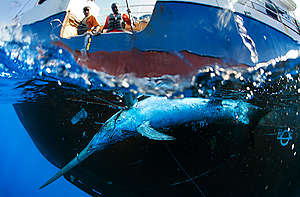 Swordfish Caught by Spanish Longliner in Indian Ocean. © Paul Hilton / Greenpeace