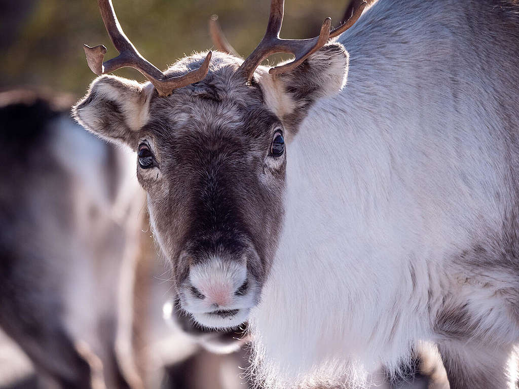 Forest and Reindeer Documentation in Muonio. © Rasmus Törnqvist / Greenpeace