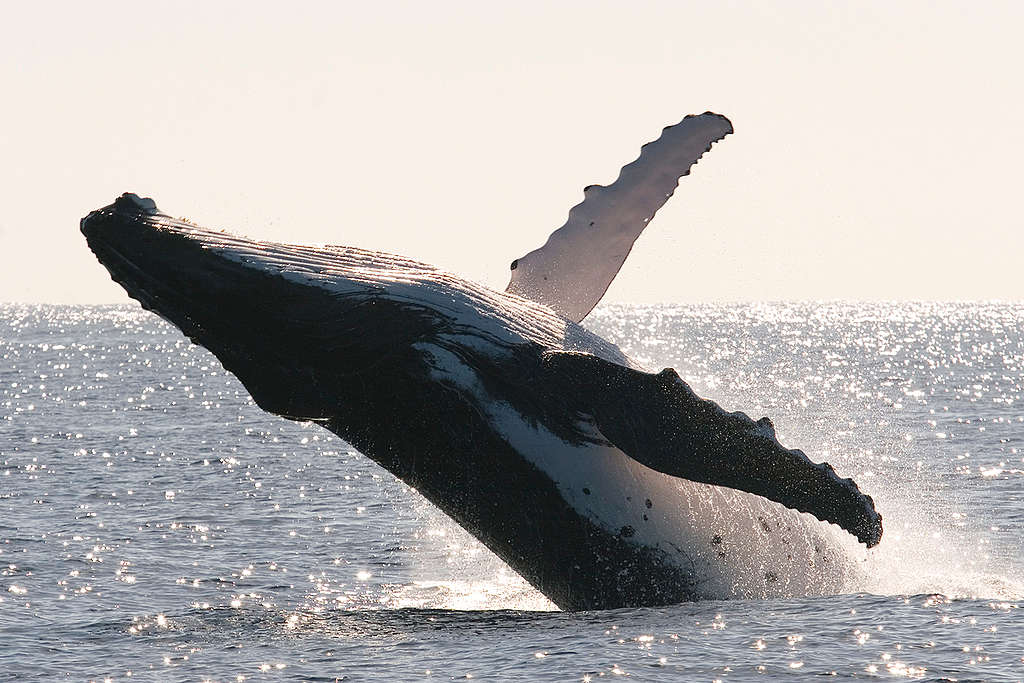 Humpback Whale Documentation (Kingdom of Tonga: 2003-2006). © Scott Portelli / Greenpeace