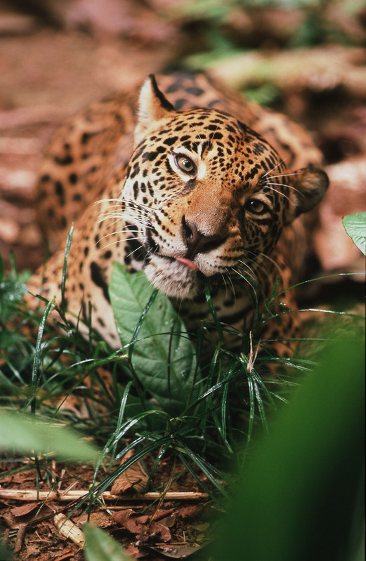 En jaguar, der er der er truet af skovrydning.