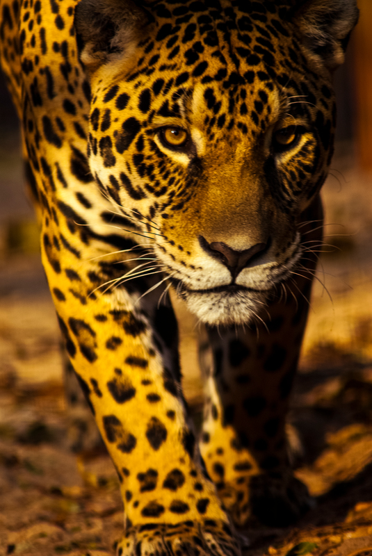 Jaguar I Amazonas