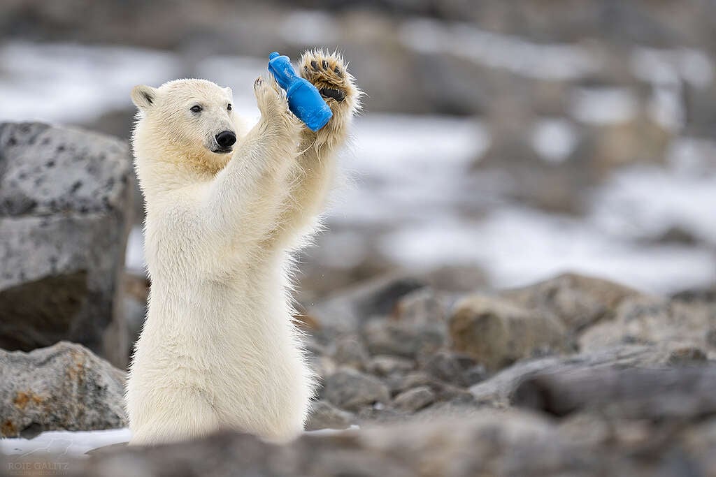 Isbjørn leger med plastik
